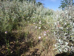 Calochortus catalinae