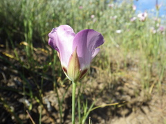 Calochortus catalinae