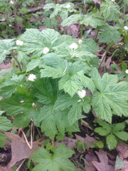 Hydrastis canadensis
