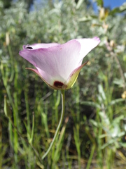 Calochortus catalinae