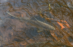 Alosa pseudoharengus