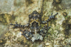 Theloderma vietnamense