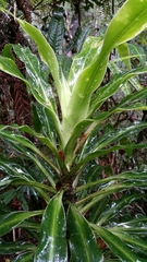 Dracaena