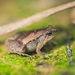 Mukhlesur's Narrow-mouthed Frog - Photo (c) Dmitry Ivanov, some rights reserved (CC BY-NC)