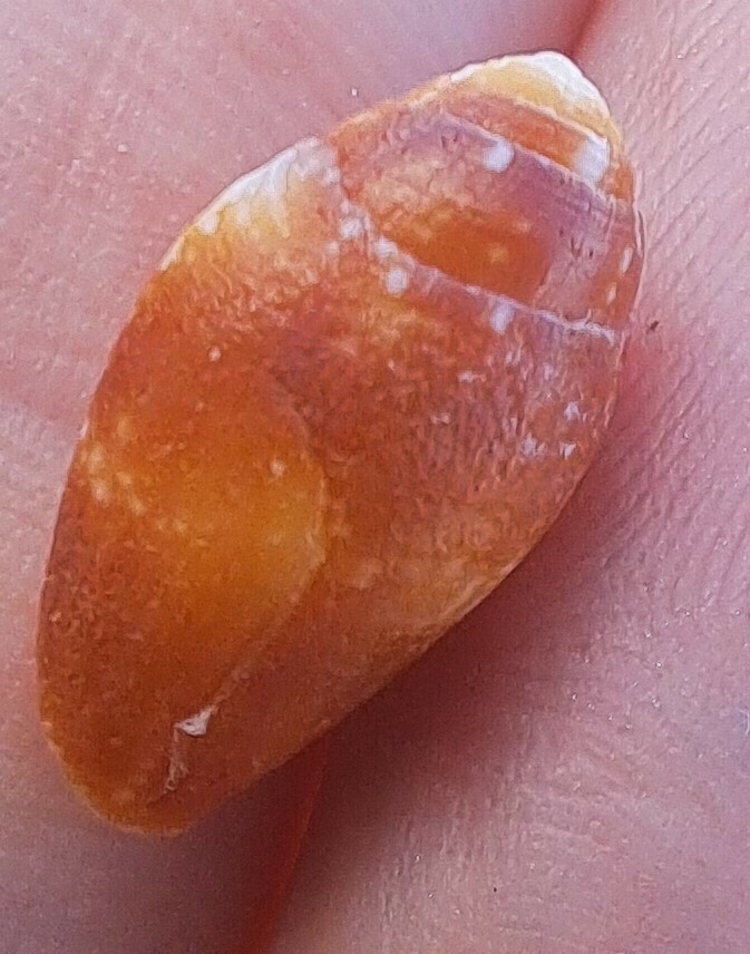 Ovate Dovesnail