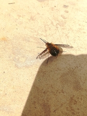 Bombylius discolor