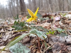 Erythronium rostratum