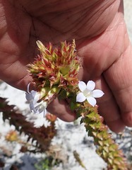 Roella amplexicaulis