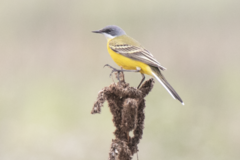 Motacilla flava cinereocapilla