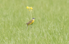 Motacilla flava cinereocapilla