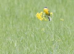 Motacilla flava cinereocapilla