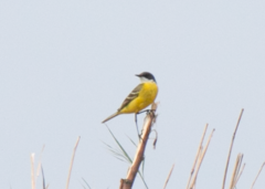 Motacilla flava cinereocapilla
