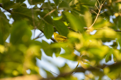 Setophaga petechia image