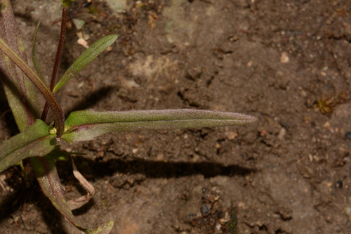 Image of Valerianella dentata by (c) Brian Finzel, some rights reserved (CC BY-SA)