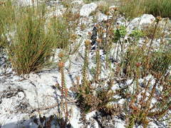 Roella amplexicaulis