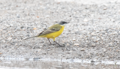Motacilla flava cinereocapilla