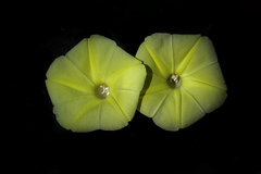 Camonea vitifolia