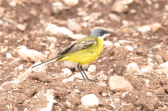 Motacilla flava cinereocapilla