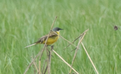 Motacilla flava cinereocapilla