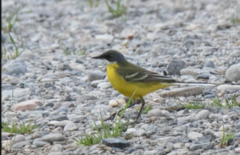 Motacilla flava cinereocapilla