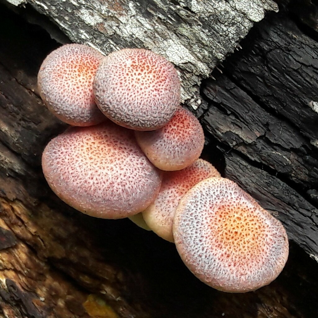 Gymnopilus luteofolius · December 2023 · photo: © douglas-u-oliveira (iNaturalist, cc-by)