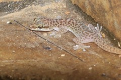 Pachydactylus