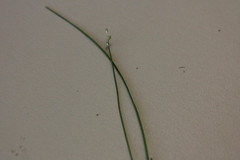 Carex sterilis