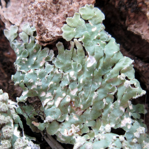 Spicy Mustard-rosette