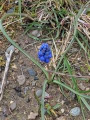 Muscari armeniacum