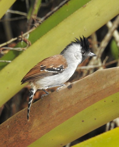 Silvery-cheeked Antshrike