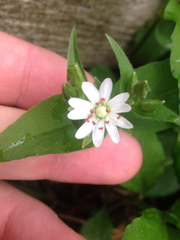 Stellaria corei