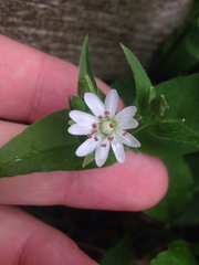 Stellaria corei