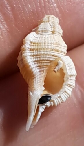 ハチボラ
