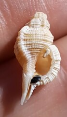 ハチボラ