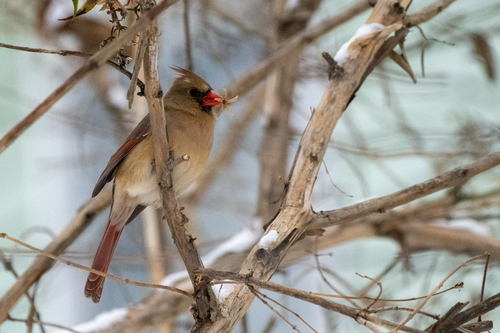 Northern Cardinal photographed in Vermont