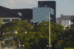 Pygochelidon cyanoleuca