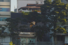 Pygochelidon cyanoleuca