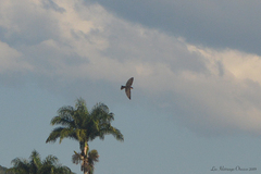 Pygochelidon cyanoleuca