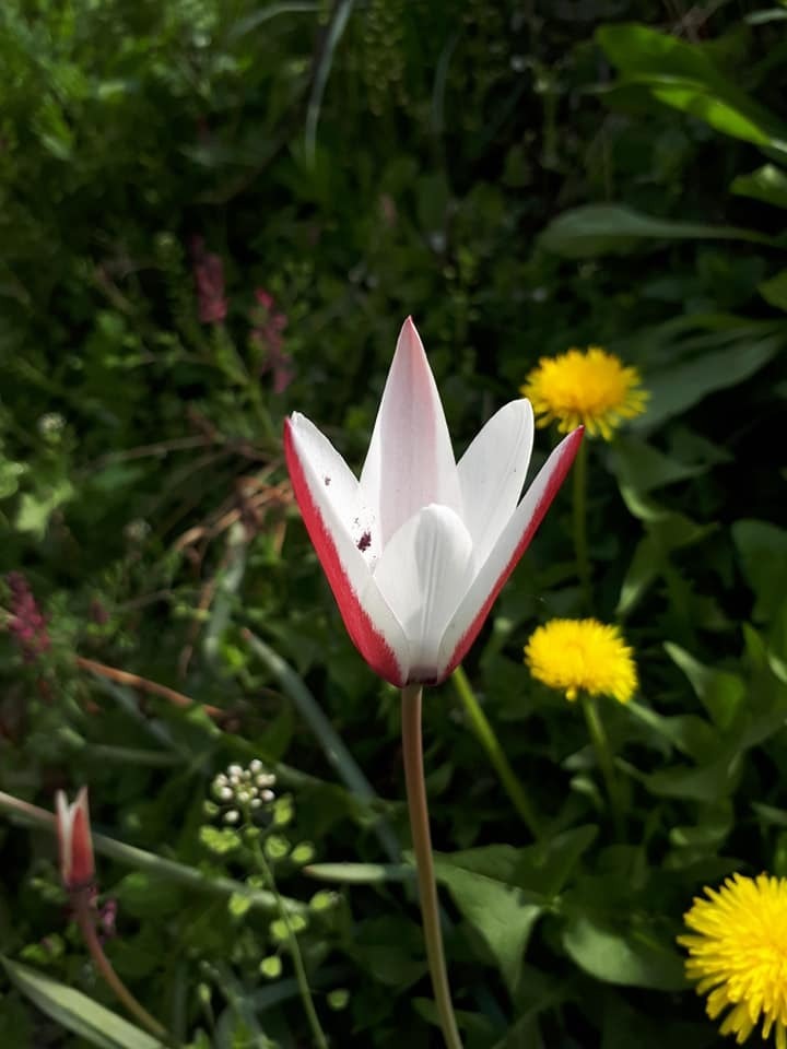 tulips (Genus Tulipa) · iNaturalist tulips (Genus Tulipa) · iNaturalist