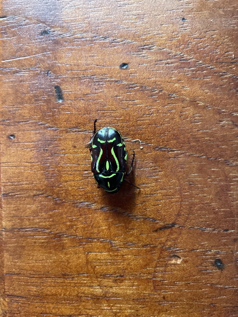 Fiddler Beetle from Karu Cr, Mitchell Park, SA, AU on December 27, 2023 ...