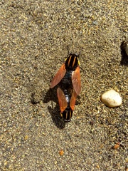 Pelecorhynchus xanthopleura