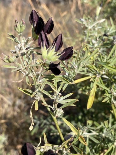 Lotus jacobaeus iNat (1)