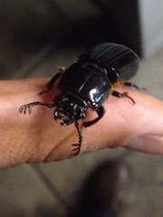 Odontotaenius