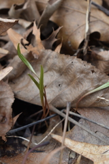 Claytonia virginica