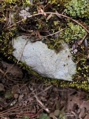 Bagliettoa calciseda