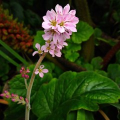 Francoa appendiculata