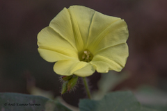 Camonea vitifolia
