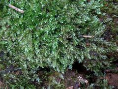 Plagiothecium curvifolium
