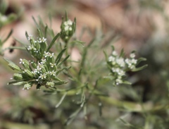 Ammoselinum popei