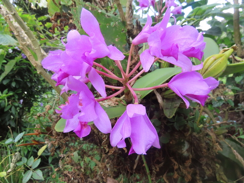 Guarianthe patinii image